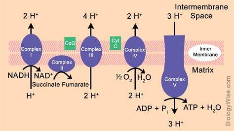 electron transport chain steps diagram.